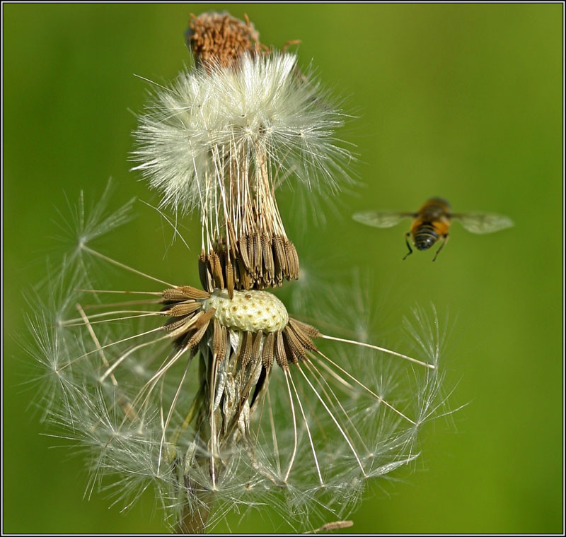 фото "Пора лететь! :)" метки: природа, макро и крупный план, цветы