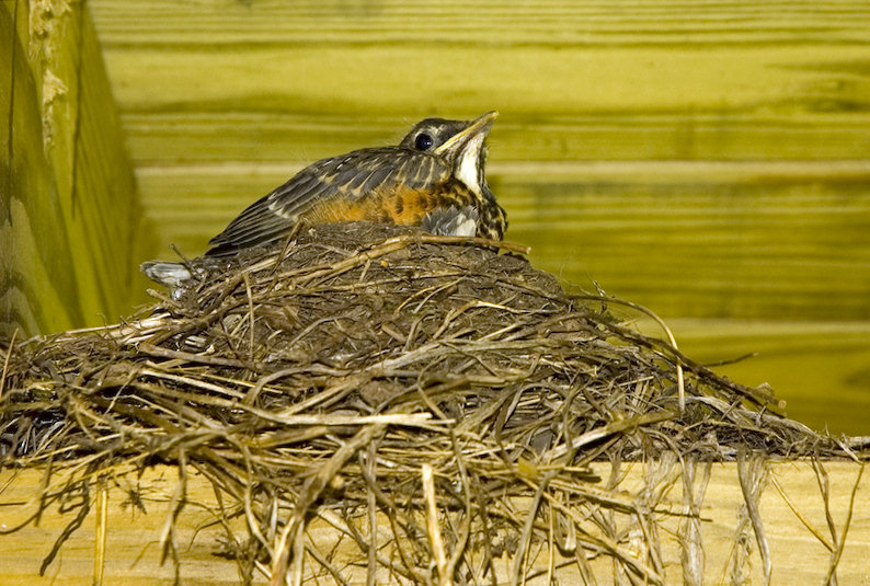 photo "American Robin (Turdus migratorius)" tags: nature, wild animals