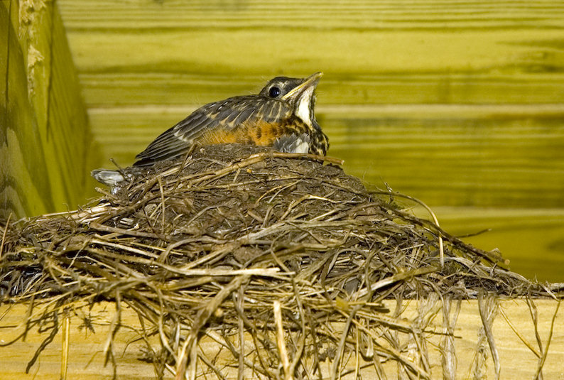 фото "American Robin (Turdus migratorius)" метки: природа, дикие животные
