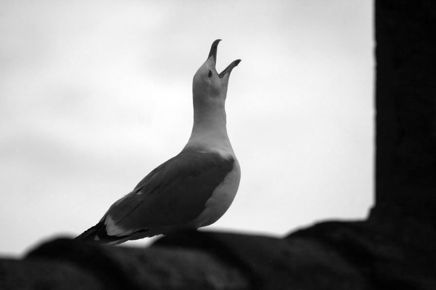фото "Seagull" метки: природа, черно-белые, дикие животные