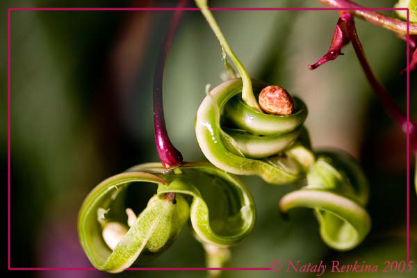 photo "Snake :)" tags: nature, macro and close-up, flowers