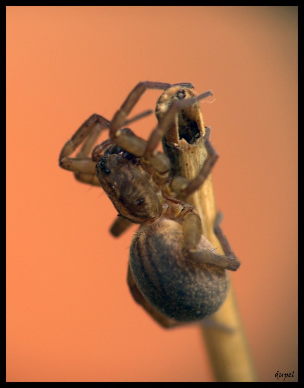 фото "spider#1" метки: природа, макро и крупный план, насекомое
