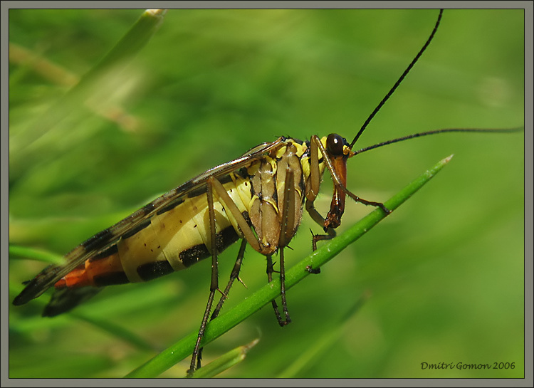 фото "~Скорпионница~(самка)" метки: природа, макро и крупный план, насекомое