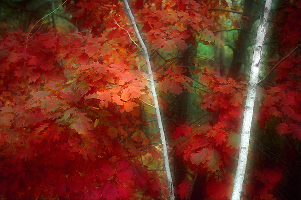 фото "Autumn red" метки: пейзаж, лес