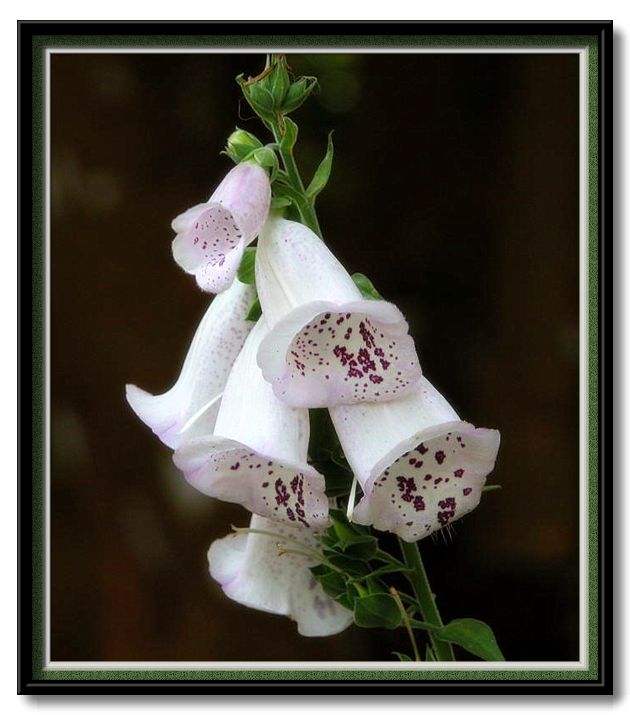 photo "foxgloves" tags: nature, flowers