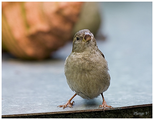 фото "Hy..." метки: природа, дикие животные