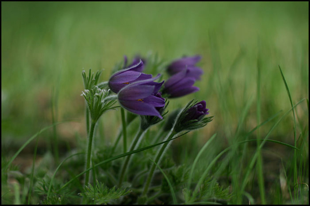 photo "***" tags: nature, flowers