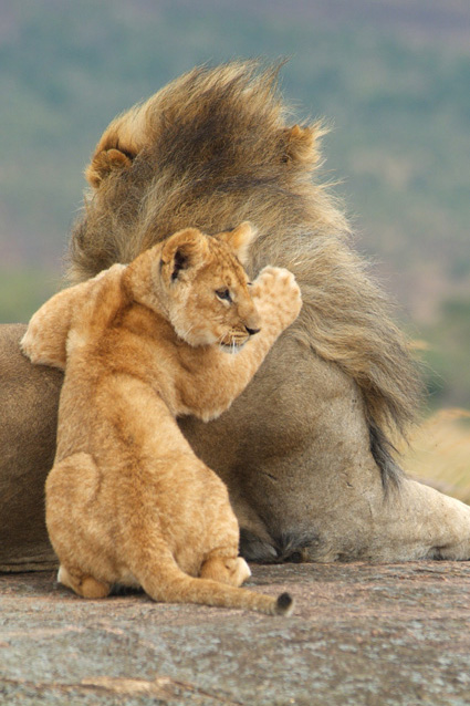 photo "***" tags: nature, wild animals