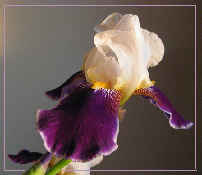 фото "Iris "Wabash"" метки: природа, макро и крупный план, цветы