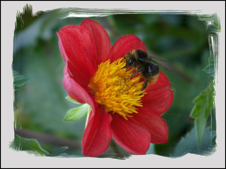 photo "Worker" tags: nature, insect