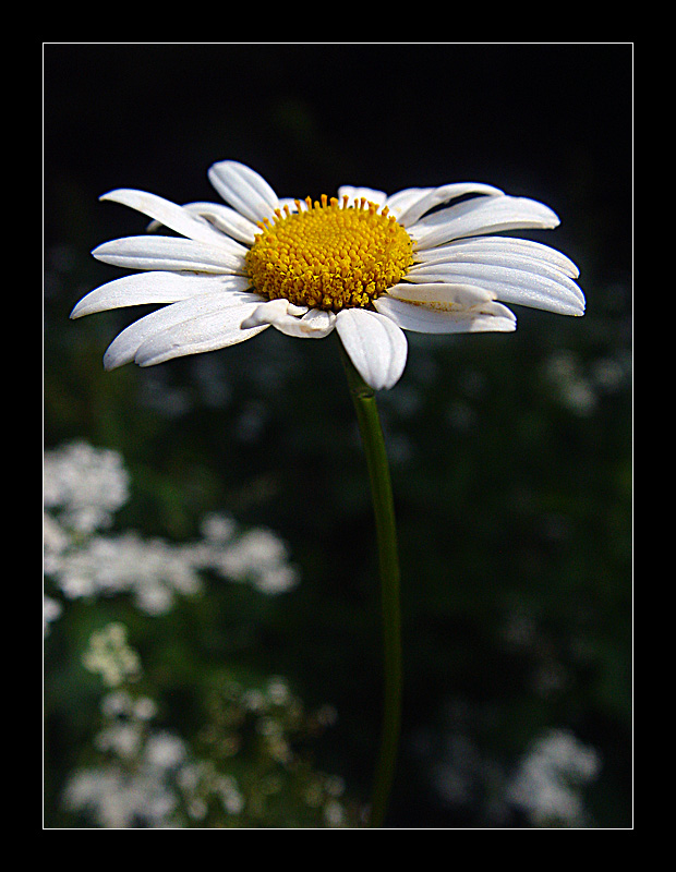 photo "Greetings, camomiles..." tags: macro and close-up, nature, flowers