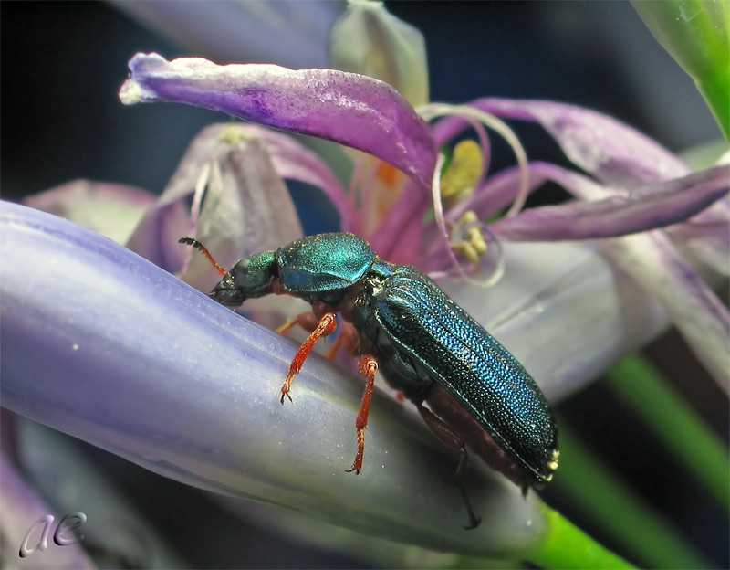 photo "***" tags: nature, macro and close-up, insect