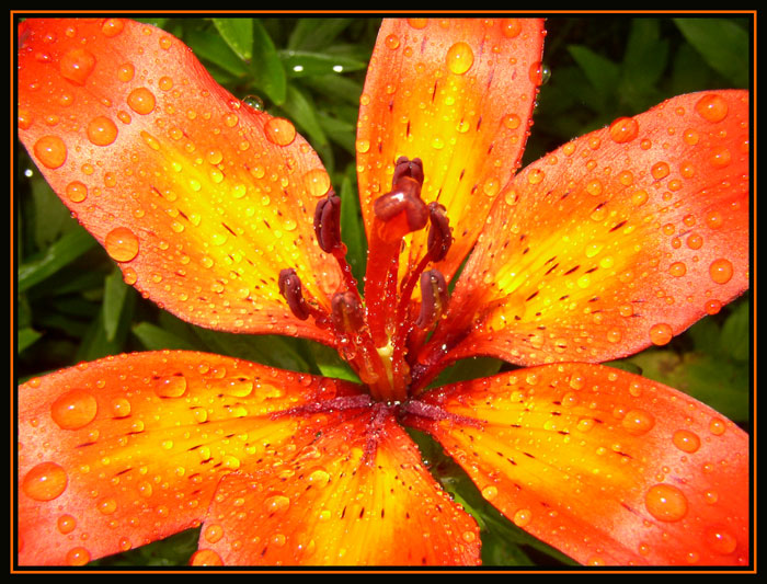 фото "summercolour" метки: природа, цветы