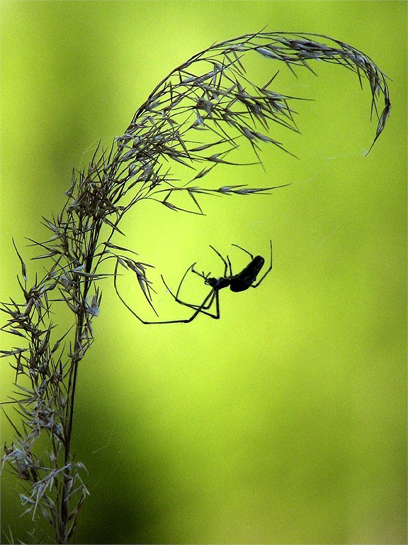 фото "Pure nature" метки: природа, макро и крупный план, насекомое