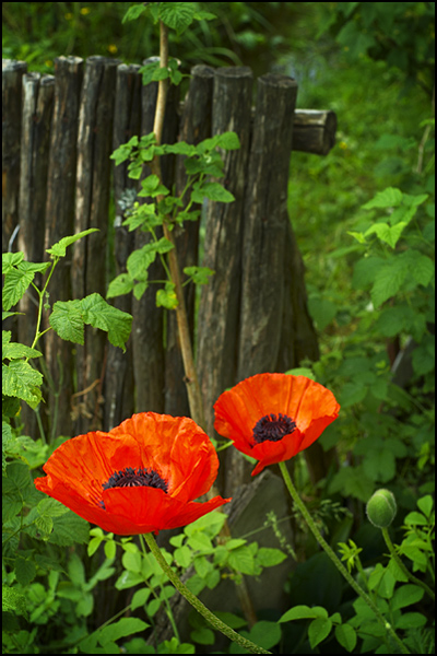 photo "***" tags: nature, flowers