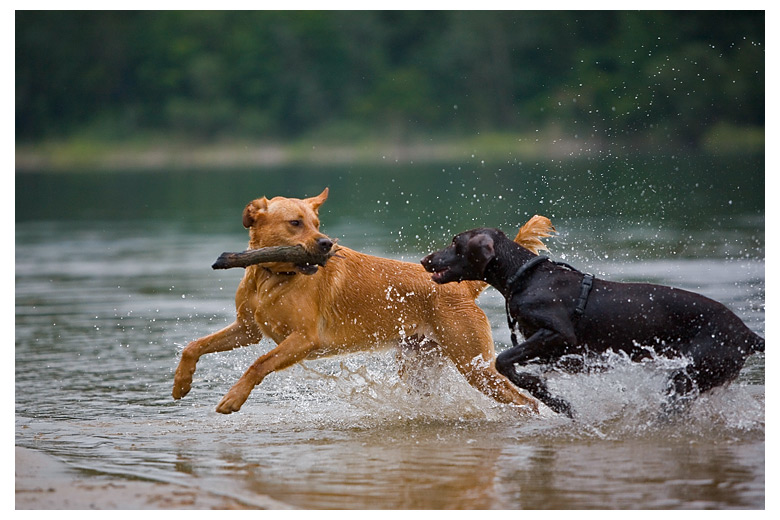 фото "Together" метки: природа, спорт, домашние животные