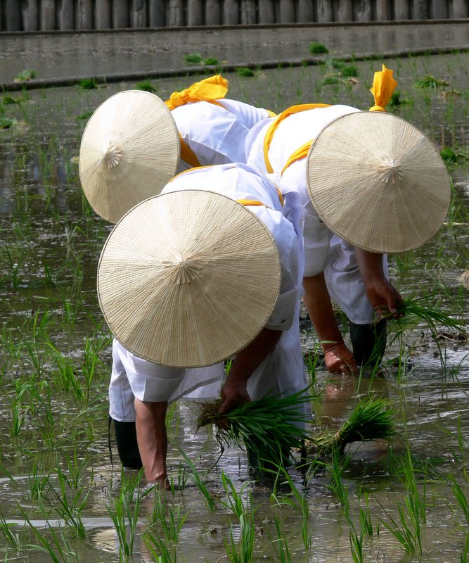 photo "Planting rice" tags: travel, Asia