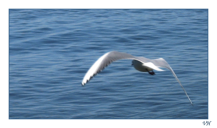 photo "Free as a bird" tags: nature, wild animals