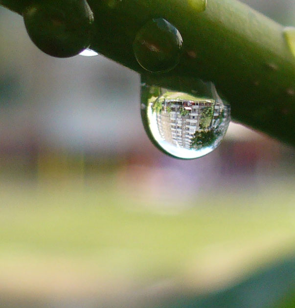 photo "***" tags: macro and close-up, misc., 