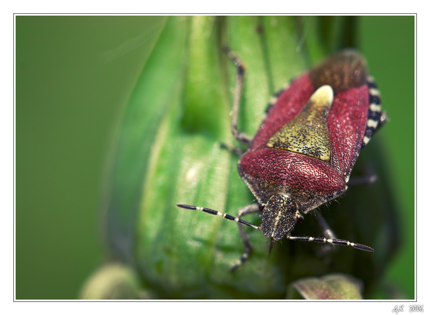 photo "***" tags: macro and close-up, nature, insect