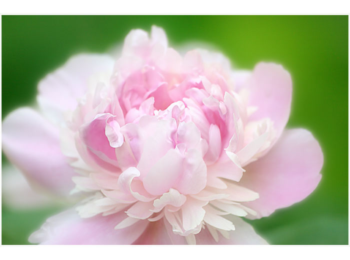 photo "***" tags: nature, flowers
