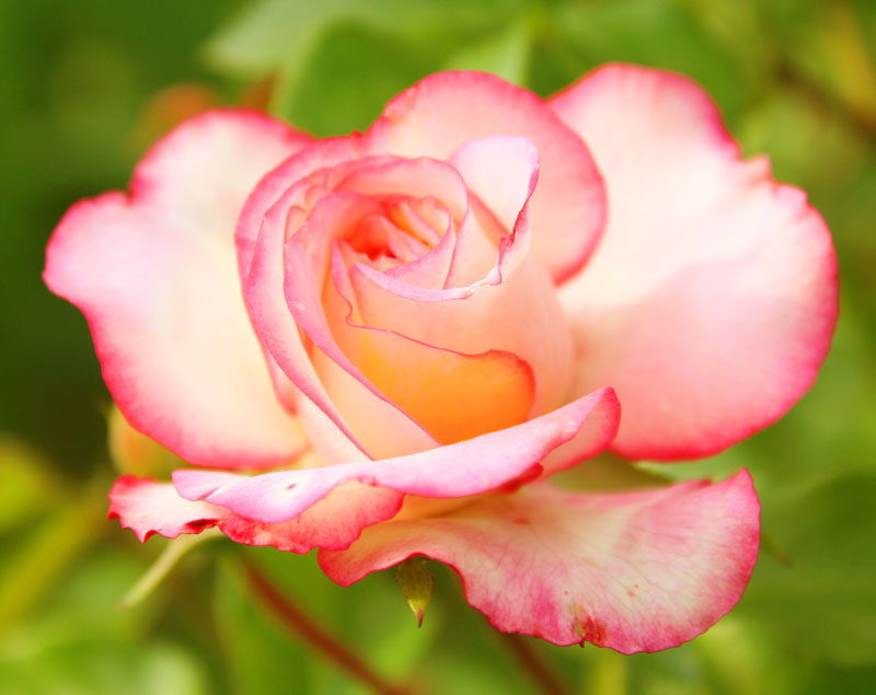 фото "Женсвенный цветок" метки: природа, макро и крупный план, цветы