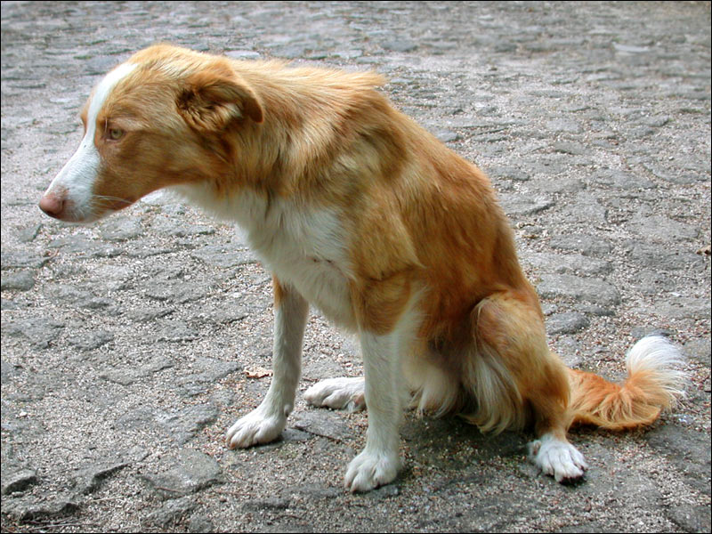 photo "The miserable Dog" tags: portrait, nature, pets/farm animals