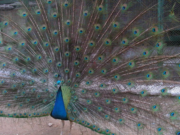 photo "the peacock" tags: nature, travel, Europe, wild animals
