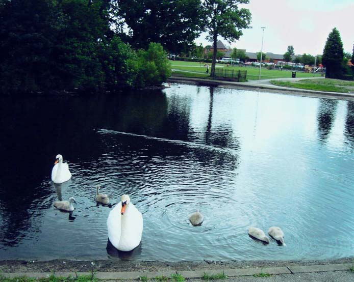 фото "" Family Portrait "" метки: пейзаж, природа, вода, дикие животные