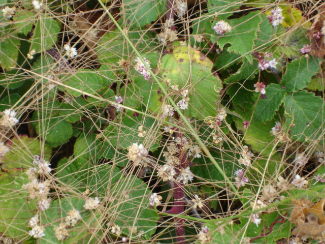 photo "natural net" tags: nature, flowers