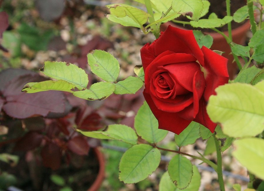 photo "Simply... flowers II" tags: nature, flowers