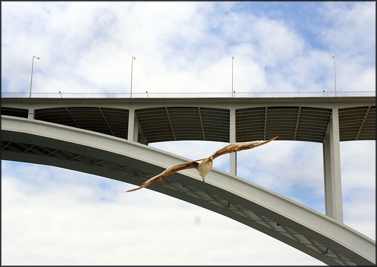 фото "Oporto seagull" метки: природа, путешествия, Европа, дикие животные