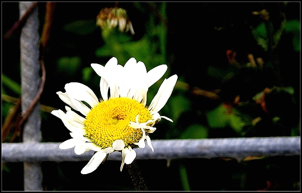 photo "|_*__" tags: nature, macro and close-up, flowers