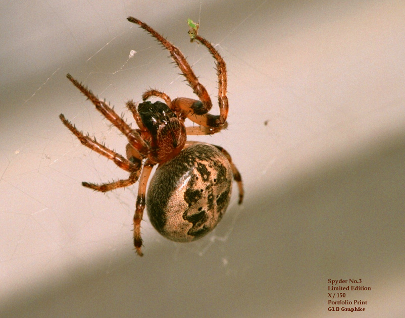 photo "Spider #3" tags: nature, macro and close-up, insect