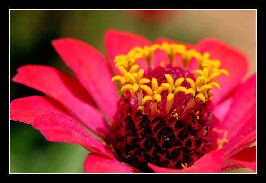 photo "Explosion of Colors" tags: nature, macro and close-up, flowers