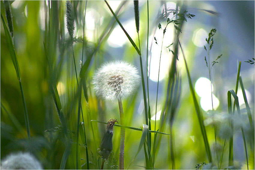 photo "June" tags: landscape, nature, flowers, summer