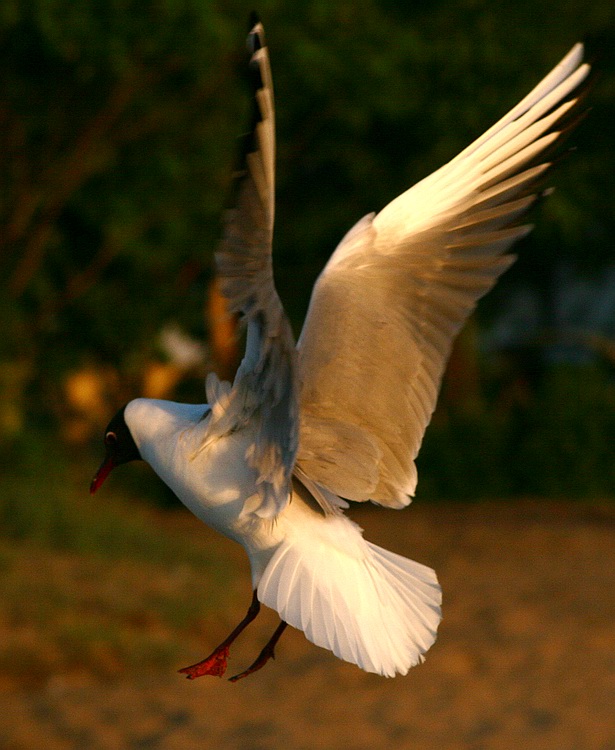 photo "Wings" tags: nature, wild animals