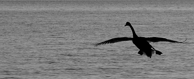 фото "Over the sea" метки: природа, дикие животные