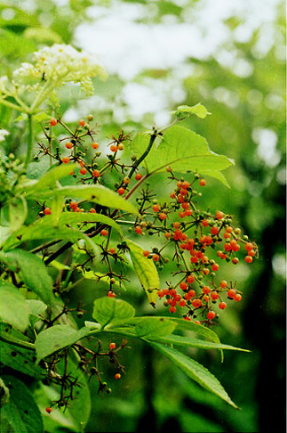 фото "unknown wild fruit" метки: природа, цветы
