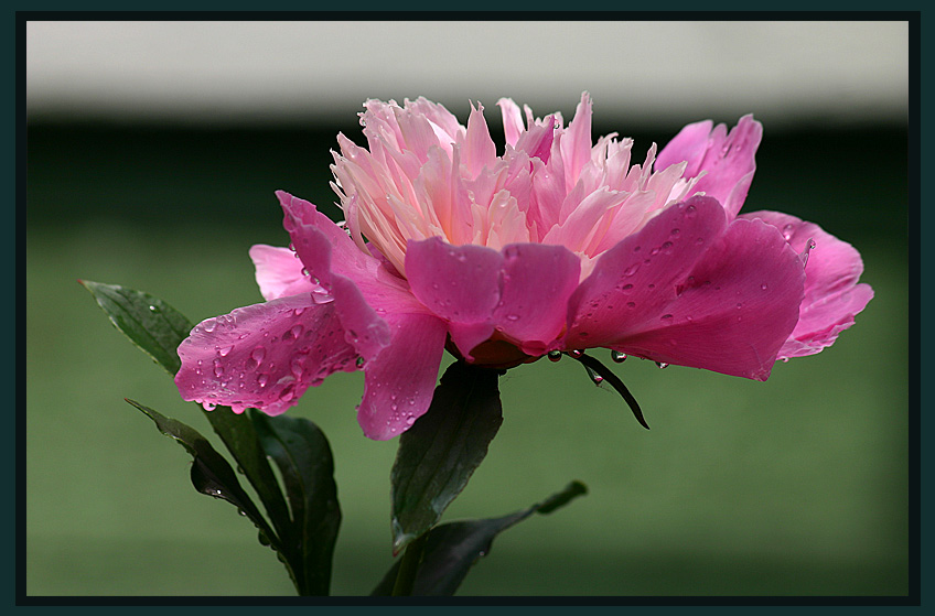 фото "Пион после дождя" метки: природа, цветы