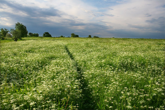 photo "#" tags: landscape, summer