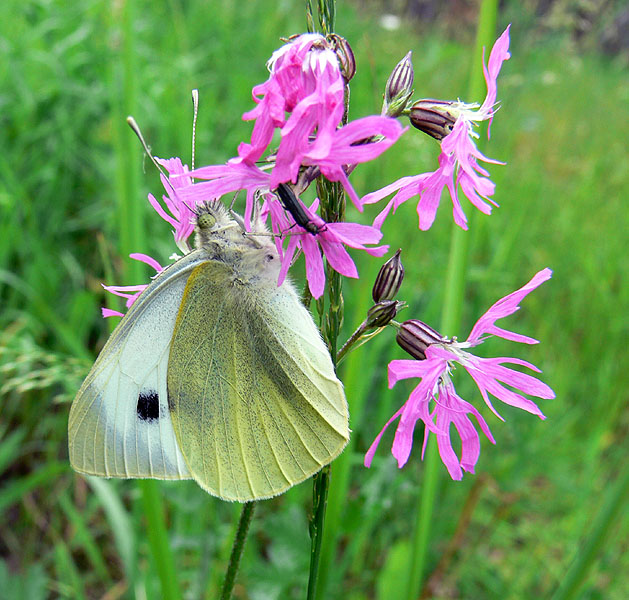 photo "Life" tags: macro and close-up, nature, insect