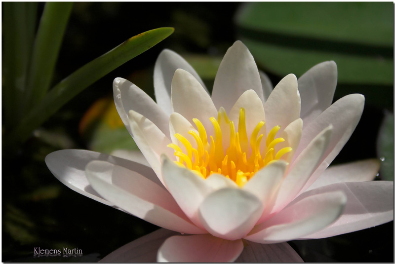 photo "Pink Water Lily" tags: nature, macro and close-up, flowers