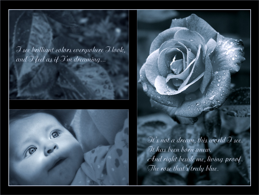 photo "A truly blue rose" tags: montage, misc., 