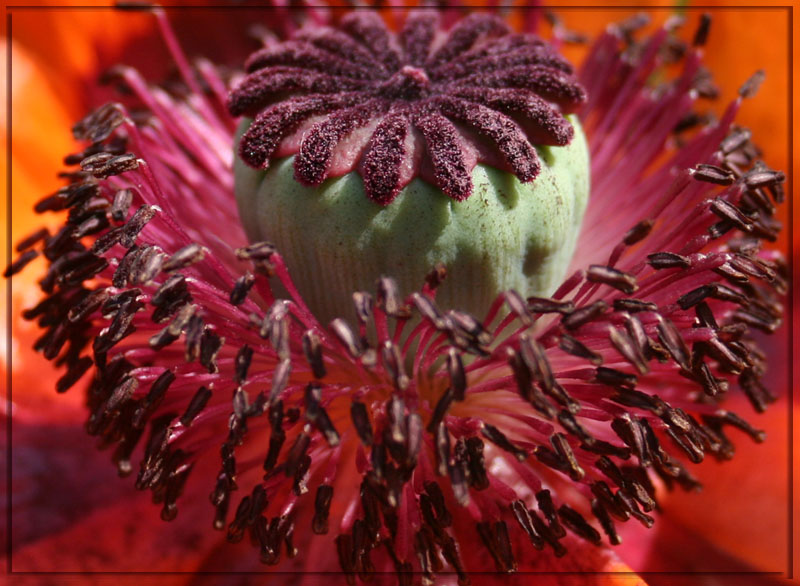 photo "***" tags: nature, flowers