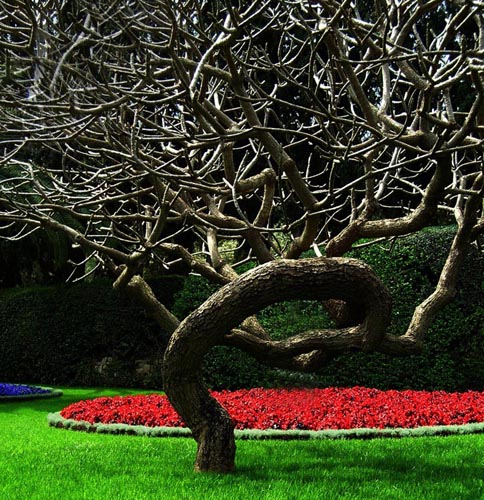 photo "Red and green" tags: nature, flowers