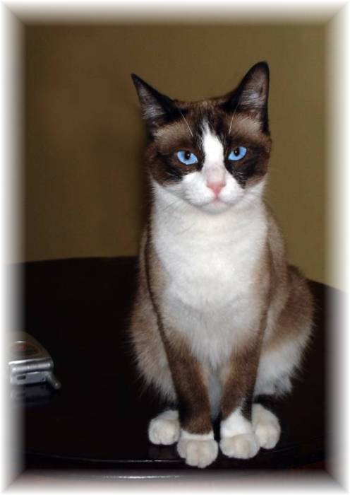 photo "Gigi posing for the portrait" tags: nature, pets/farm animals