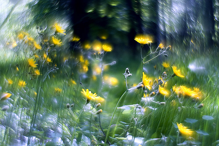 фото "***" метки: природа, цветы