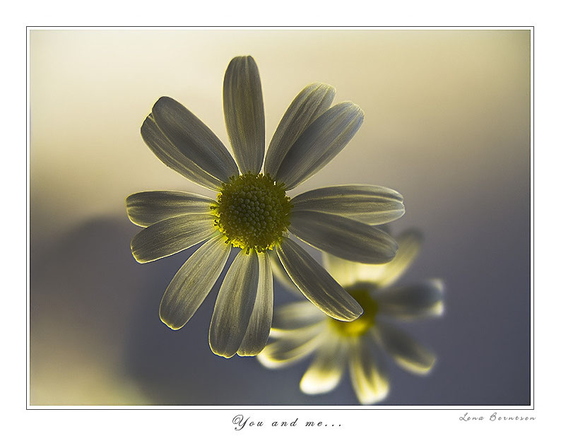 photo "You and me..." tags: nature, macro and close-up, flowers