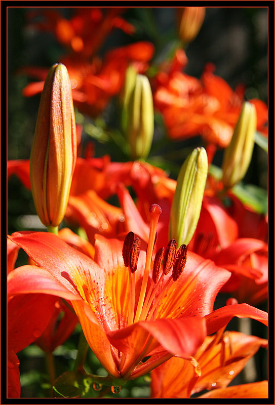 фото "Красные цветы" метки: природа, макро и крупный план, цветы